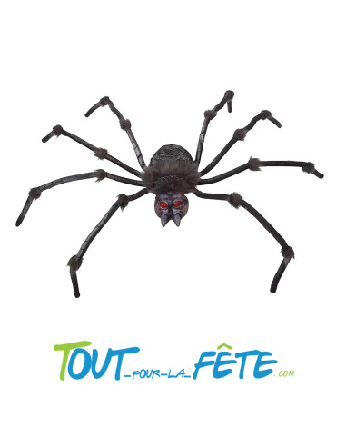 Araignée grise géante