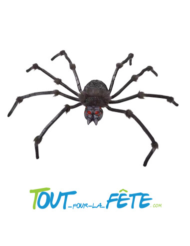 Araignée grise géante