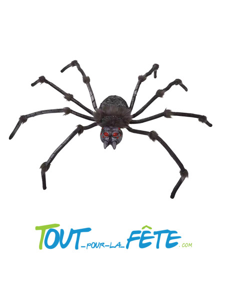 Araignée grise géante