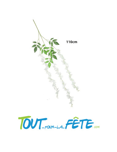 Fleur de glycine blanche