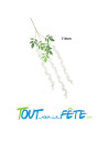 Fleur de glycine blanche