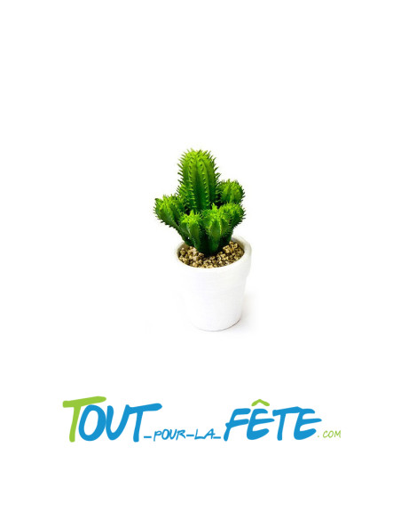 Cactus en pot 13 x 6 cm