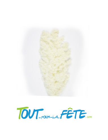 Bouquet de pampas asparagus blanc 70cm