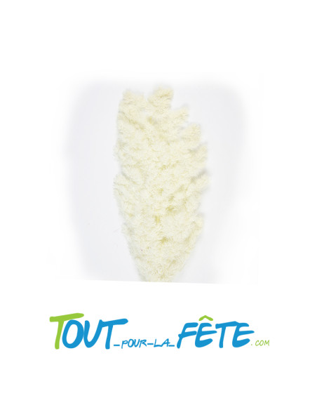 Bouquet de pampas asparagus blanc 70cm